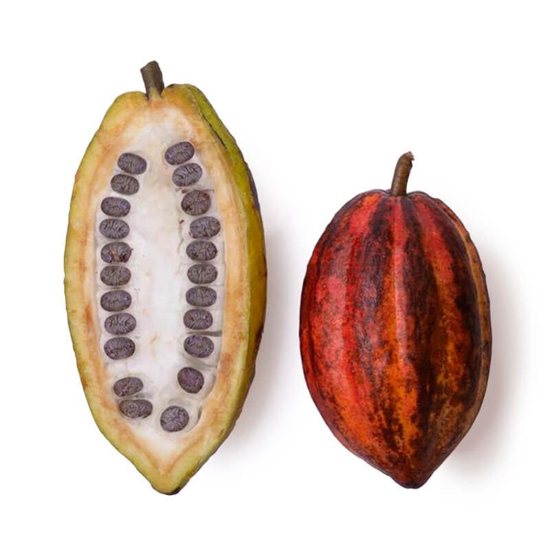 Плоды какао-дерева